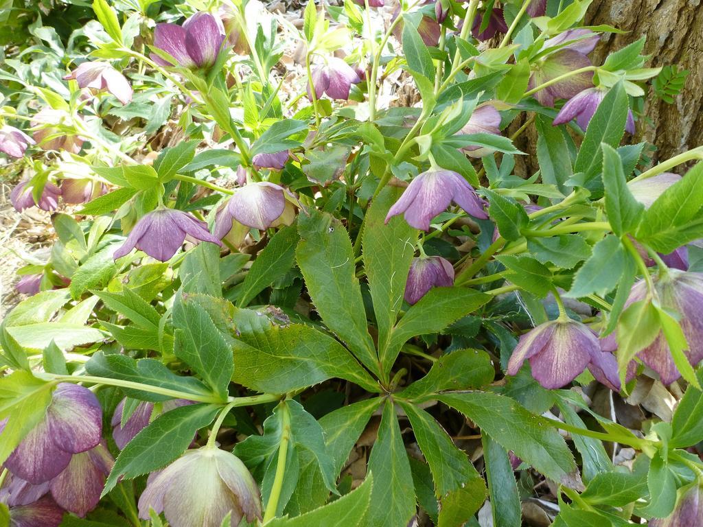 Pension Flora Татеяма Экстерьер фото